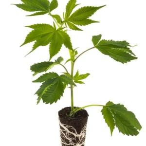 Banana OG - Steckling